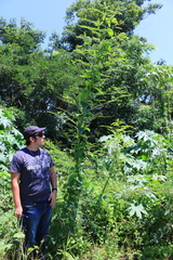 Aeschynomene fluitans