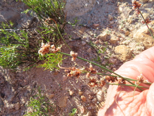 Image of Ficinia bulbosa by (c) linkie, some rights reserved (CC BY)