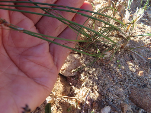 Image of Ficinia bulbosa by (c) linkie, some rights reserved (CC BY)