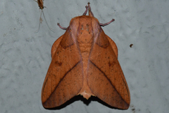 Syssphinx bisecta