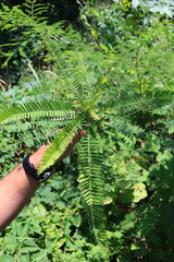 Aeschynomene fluitans