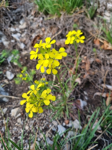 Erysimum sylvestre, photograph 2