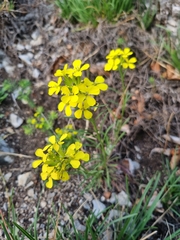 Erysimum sylvestre, photograph author not stated, no rights reserved