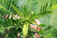 Aeschynomene fluitans