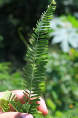 Aeschynomene fluitans