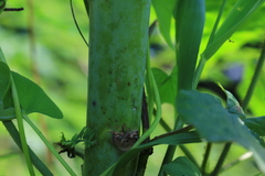 Aeschynomene fluitans