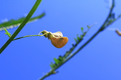 Aeschynomene fluitans