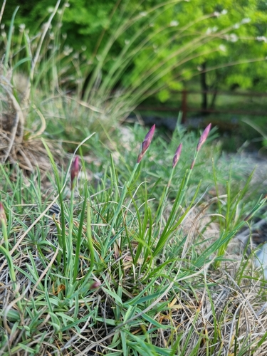 Feathered Pink (Dianthus plumarius)