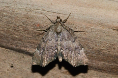 Cutina aluticolor