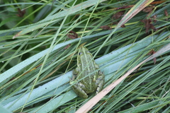 Pelophylax