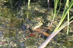 Pelophylax