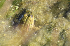 Pelophylax