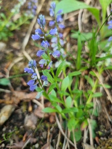 Polygala amara, photograph 5