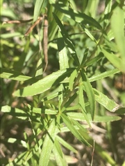 Chamaenerion fleischeri