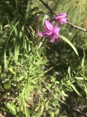 Chamaenerion fleischeri