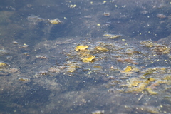 Pelophylax