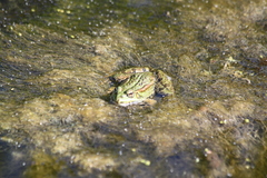 Pelophylax