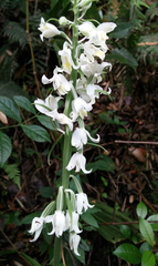 Calanthe calanthoides