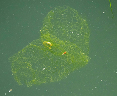 Hydrodictyon reticulatum