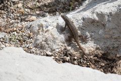 Sceloporus cowlesi