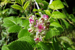 Rubus niveus