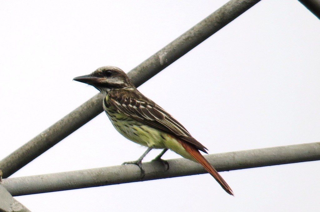 Sulphur-bellied Flycatcher
