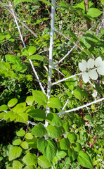 Rubus niveus