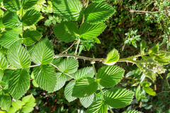 Rubus niveus