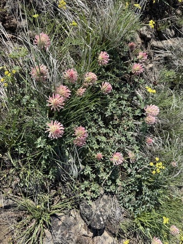 Image of Bighead Clover (Trifolium macrocephalum) by no rights reserved
