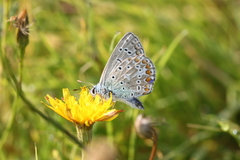Polyommatus icarus
