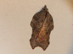 Acleris effractana