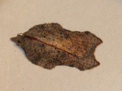 Acleris effractana