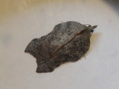 Acleris effractana
