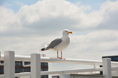 Larus argentatus