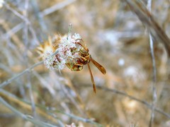 Polistes dorsalis californicus
