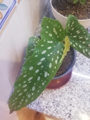 Begonia maculata