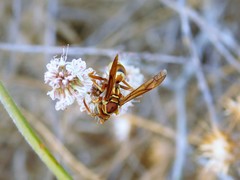 Polistes dorsalis californicus