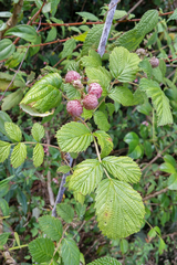 Rubus niveus