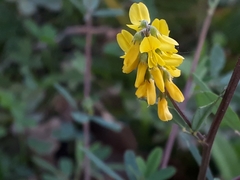 Melilotus altissimus