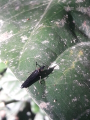 Raphirhinus phosphoreus