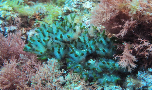 Codium vermilara observed 2025-04-26