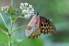 Asclepias nivea
