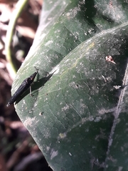 Raphirhinus phosphoreus