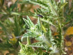 Microrhopala rubrolineata