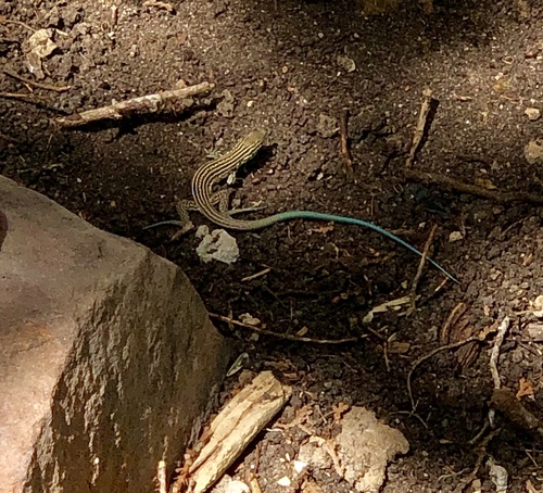 New Mexico Whiptail