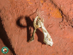 Lineodes integra