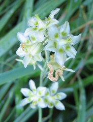 Melanthieae
