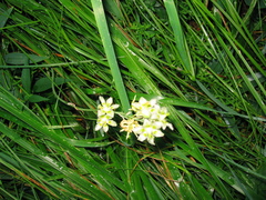 Melanthieae