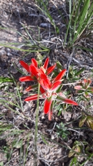 Castilleja durangensis