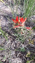 Castilleja durangensis
